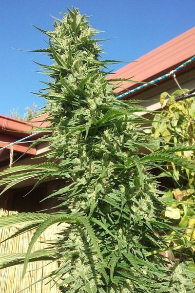 Killer A5 Haze - Mandala Seeds Shop Ace Seeds