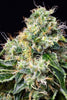 Killer Kush F1 (Fast Version)