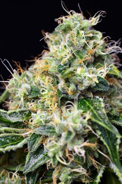 Killer Kush F1 (Fast Version)