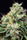 Killer Kush F1 (Fast Version)