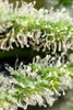 Killer Kush F1 (Fast Version)