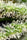Killer Kush F1 (Fast Version)