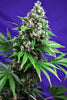 Killer Kush F1 (Fast Version)