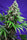 Killer Kush F1 (Fast Version)
