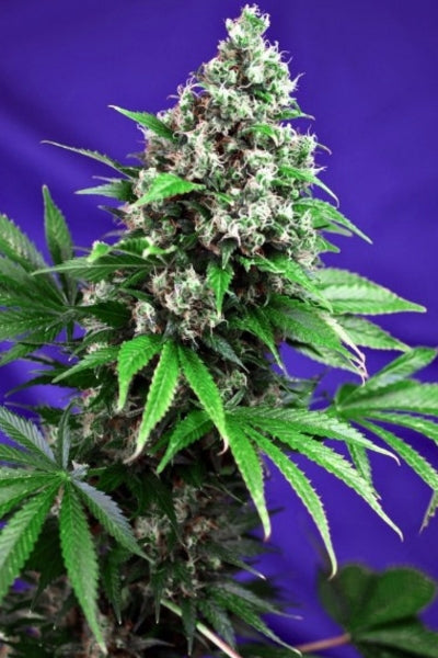 Killer Kush F1 (Fast Version)