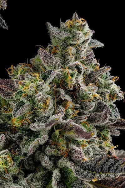 Kosher Kush - Mandala Seeds Shop Reserva Privada