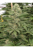 Krystalica - Mandala Seeds Shop Mandala Seeds