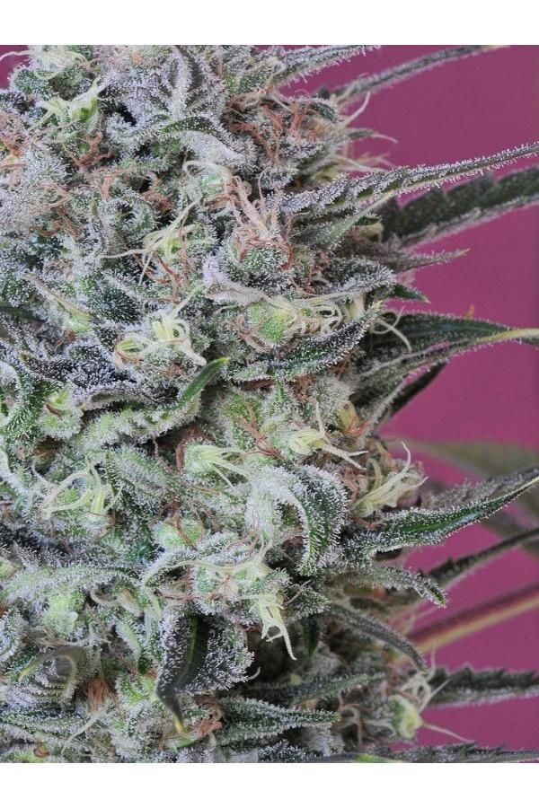 Krystalica - Mandala Seeds Shop Mandala Seeds