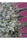 Krystalica - Mandala Seeds Shop Mandala Seeds