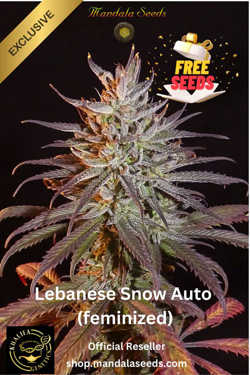 Lebanese Snow Auto