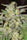 Lord Kush - Mandala Seeds Shop Delicious Seeds