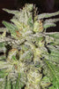 Lord Kush - Mandala Seeds Shop Delicious Seeds