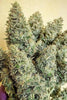 Lord Kush - Mandala Seeds Shop Delicious Seeds