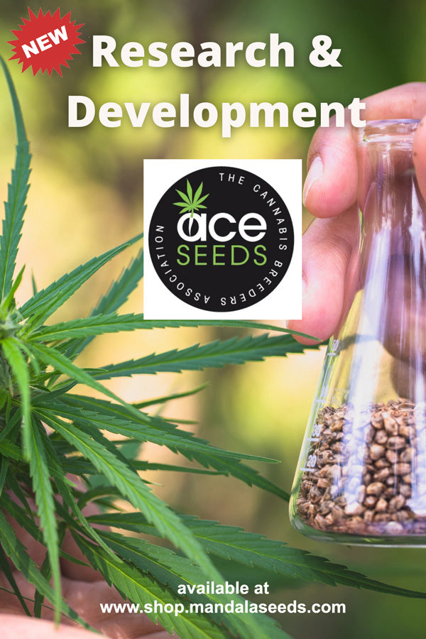Malawi x PCK #47 Purple x New Malawi Killer - Mandala Seeds Shop Ace Seeds RD