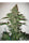 Mandala #1 - Mandala Seeds Shop Mandala Seeds