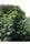 Mandala #1 - Mandala Seeds Shop Mandala Seeds