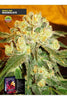 Marmalate - Mandala Seeds Shop Delicious Seeds