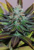 Marmalate - Mandala Seeds Shop Delicious Seeds