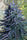 Mastuj Chitral Purple