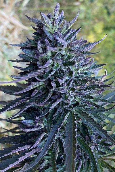 Mastuj Chitral Purple