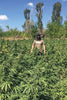 Moscow Blueberry Auto