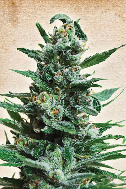 Moscow Blueberry Auto