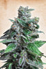 Moscow Blueberry