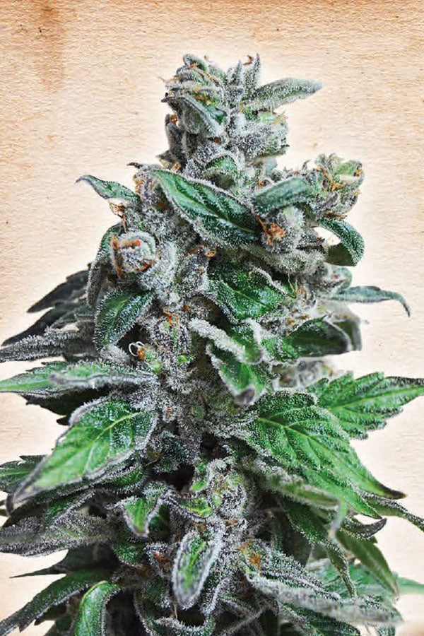 Moscow Blueberry