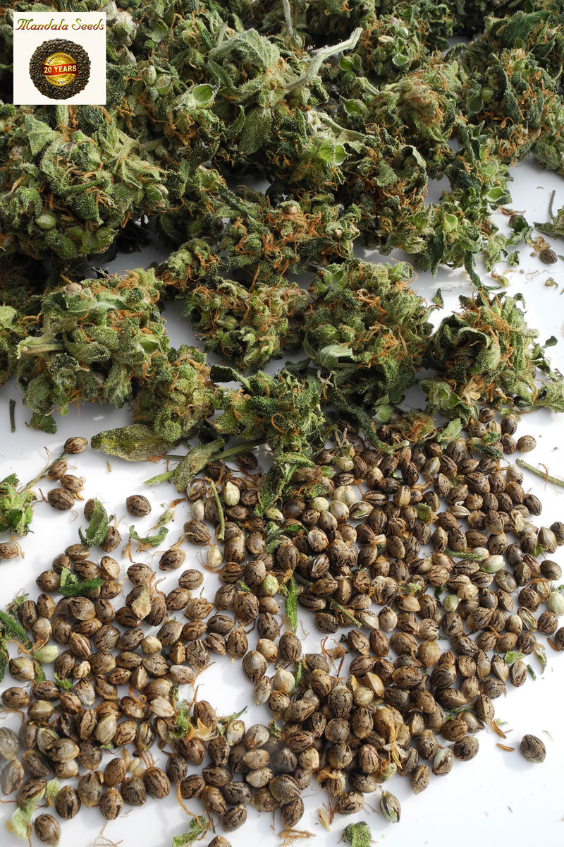 Mandala Seeds Shop