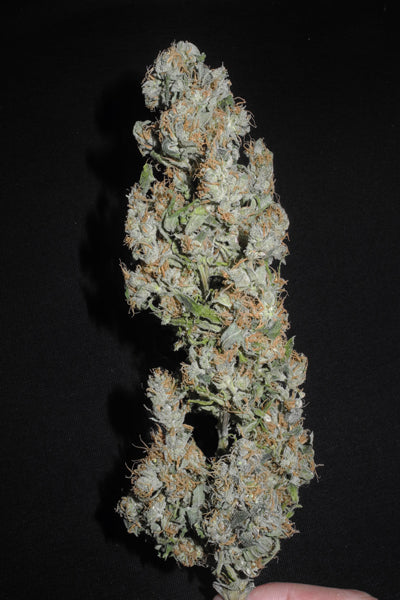 Mozambique Sativa x Satori Elite (Limited Edition)