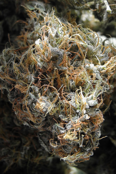 Mozambique Sativa x Satori Elite (Limited Edition)