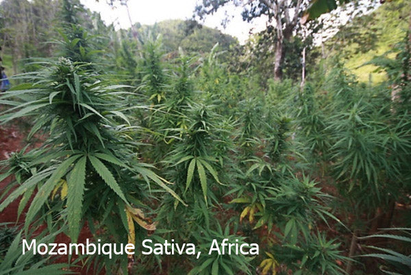 Mozambique Sativa x Satori Elite (Limited Edition)