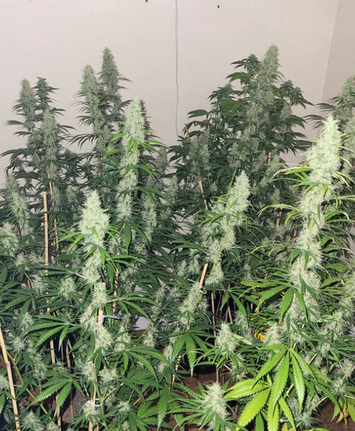 Neville's Skunk (Limited Edition)