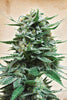 Northern Russian Auto