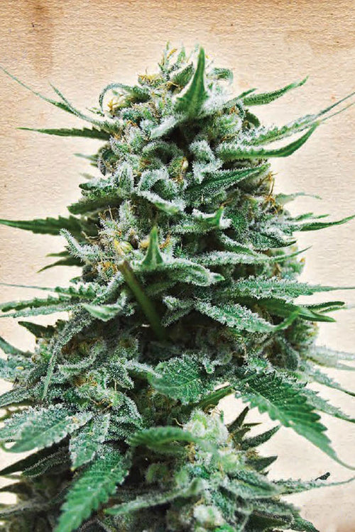 Northern Russian Auto