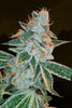 OG Kush - Mandala Seeds Shop Reserva Privada