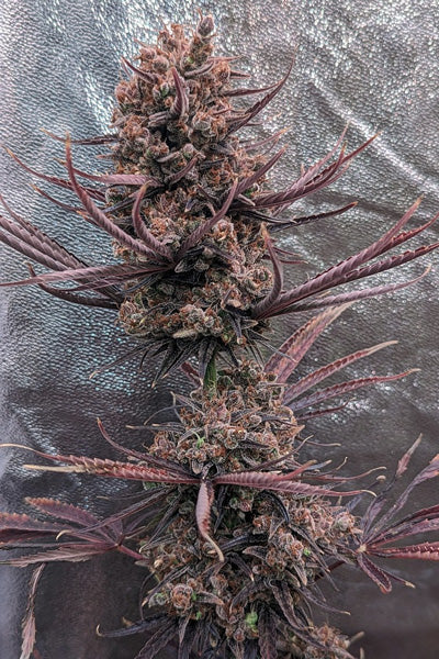 Panama Haze