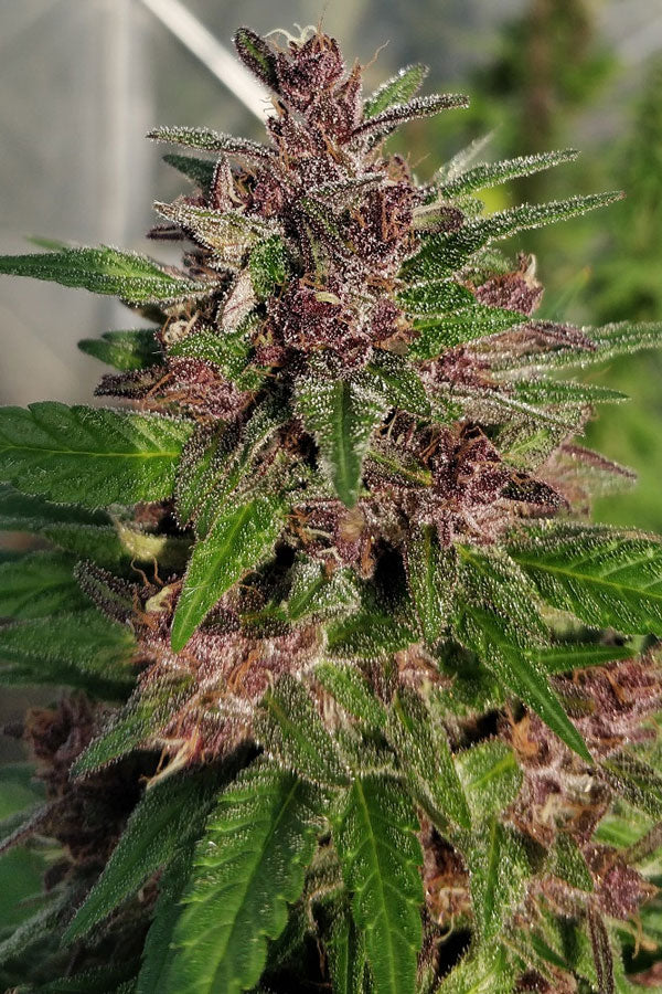 Panama x PCK