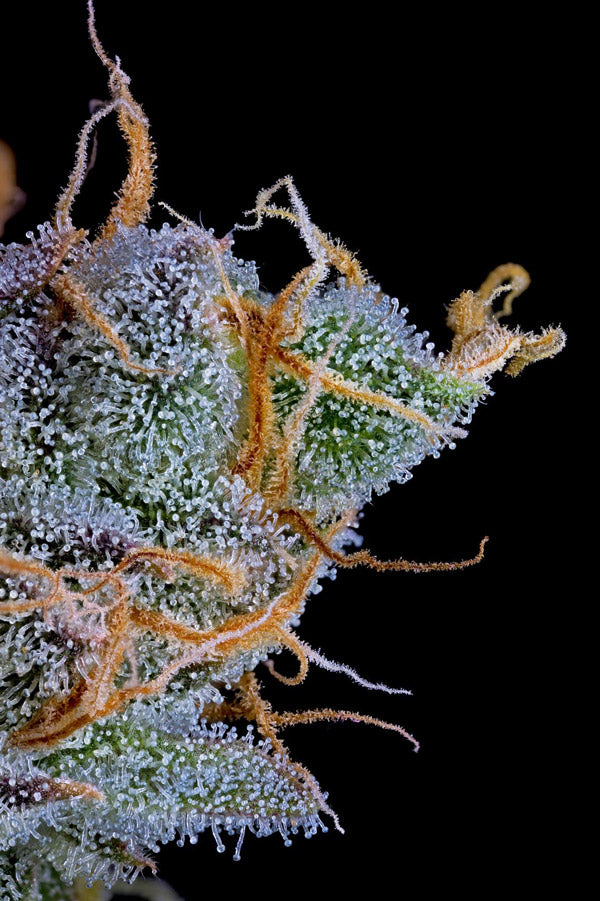 Papaya Crush