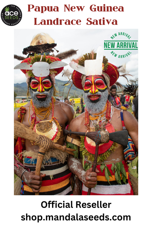 Papua New Guinea Landrace (Exclusive Pre-Release)