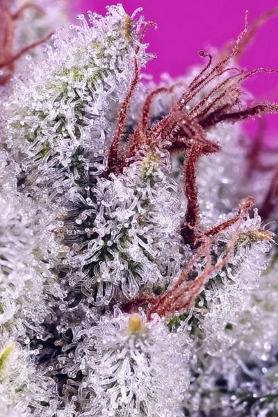 Pink Guava F1 (Fast Version)
