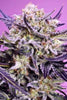 Pink Guava F1 (Fast Version)