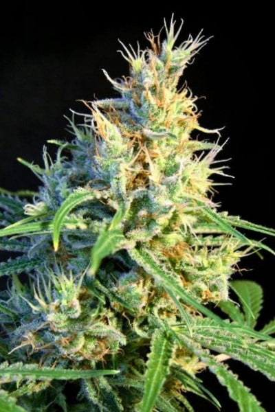 Psicodelicia