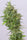 Pulwama Green (10 regular seeds) - Mandala Seeds Shop Indian Landrace Exchange