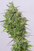 Pulwama Green (10 regular seeds) - Mandala Seeds Shop Indian Landrace Exchange