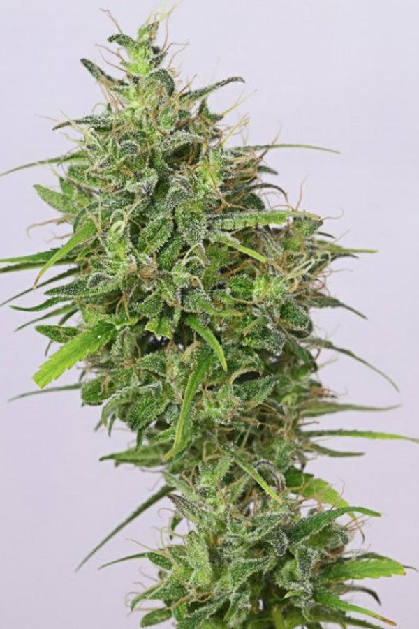 Pulwama Green (10 regular seeds) - Mandala Seeds Shop Indian Landrace Exchange