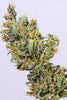 Pulwama Green (10 regular seeds) - Mandala Seeds Shop Indian Landrace Exchange