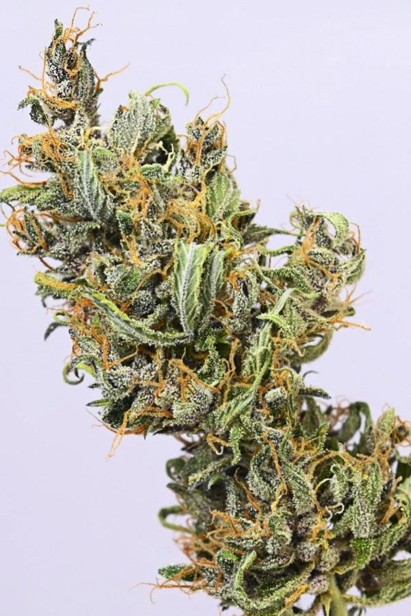 Pulwama Green (10 regular seeds) - Mandala Seeds Shop Indian Landrace Exchange