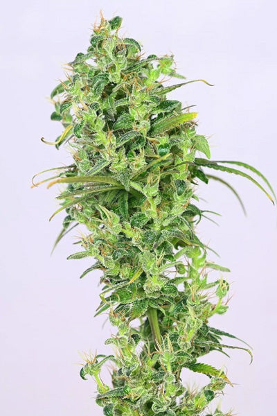 Pulwama F2 (Sandalwood)