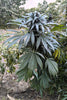 Purple Chitral